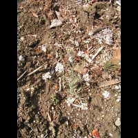 Cardaminopsis arenosa subsp Borbasii (fam Brassicacees) (Europe centrale) (1)